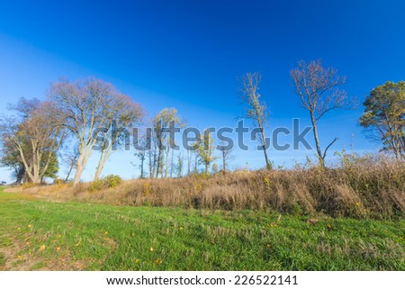 vintage landscape with withered tree 