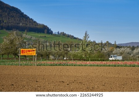 Tulip field in front of a mountain. Easter flowers on sunny noon. Translation on the Sign: Cut flowers yourself.