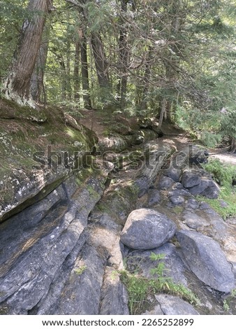 Picture of a trees growing from rocks