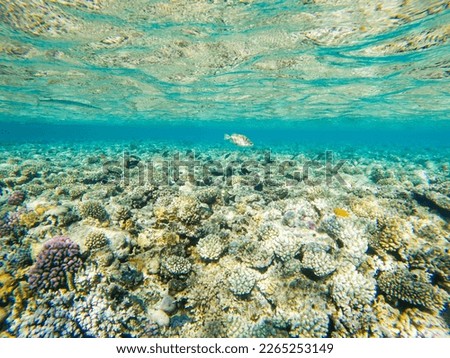 Coral reef under water of the Red Sea.