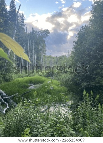 Picture of a beautiful overgrown swamp