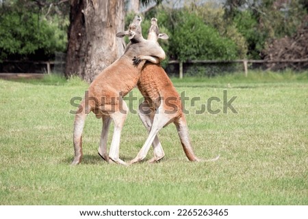 the two male kangaroos are fighting over who will end up mating with the females. They look like they are dancing but there in a deadly fight