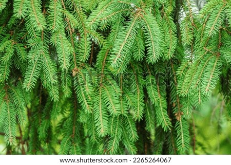 Background of bright green pine tree branches with needles
