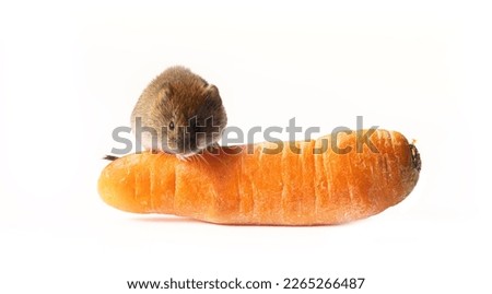 Mice severely damage vegetables in vegetable storages. Red-backed Vole and carrot on a white background Royalty-Free Stock Photo #2265266487