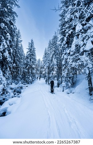 jasna, slovakia, 20.2.2023. Mountaineer backcountry ski walking ski alpinist in the mountains. Ski touring in alpine landscape with snowy trees. Adventure winter sport.