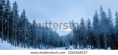 Alpine mountains landscape with white snow and blue sky. Sunset winter in nature. Frosty trees under warm sunlight. Wonderful wintry landscape