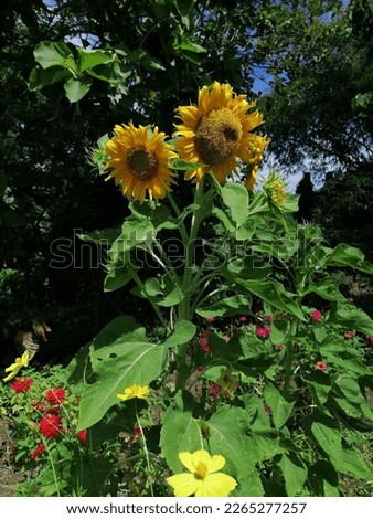 More sunflower pictures with other flowers 