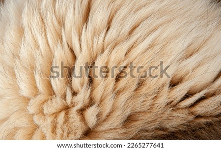 Beautiful spotted fur close-up. Texture of brown animal wool. Dog fur. Royalty-Free Stock Photo #2265277641