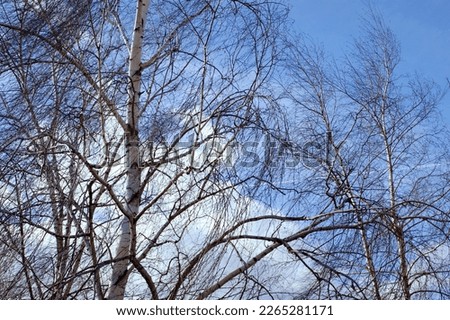 Bare birch trees flutter strongly in the wind during a strong wind  - February winter with little snowfall , warning - the snow has recently melted