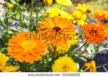 Close-up at beautiful yellow and orange Calendula flowers in the garden, selective focus