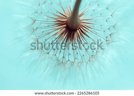 Dandelion on a Turquoise background. Freedom to Wish. Abstract dandelion flower background. Seed macro closeup. Soft focus. Silhouette fluffy flower. Nature background with dandelion. Fragility Royalty-Free Stock Photo #2265286105