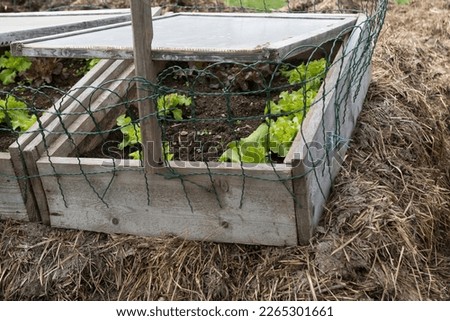 Lettuce plants in a biological cold frame Royalty-Free Stock Photo #2265301661