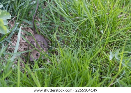 young gray house mouse in the grass Royalty-Free Stock Photo #2265304149