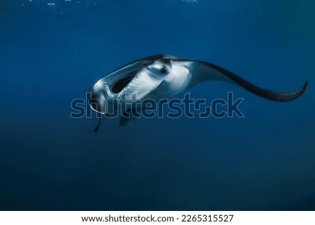 Manta ray swimming freely in open ocean. Giant manta in the blue background