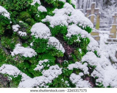 Beautiful green moss on an old tree sprinkled with snow