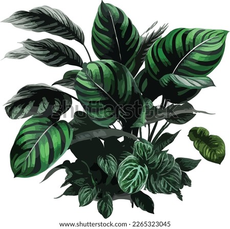 watercolor Calathea orbifolia plants vector Royalty-Free Stock Photo #2265323045