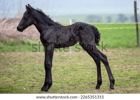 Black foal. Young horse on pasture.