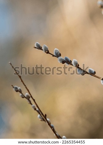 Blooming willow with catkins. The first signs of spring in nature. Flowering willow, hairy buds on thin twigs.