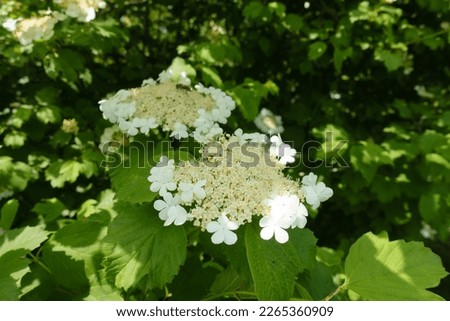 Two corymbs of white flowers of Viburnum opulus in mid May