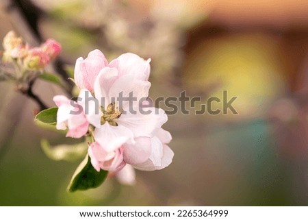 Apple blossom in a springtime close up, sunny day. Idea of spring and romance. Royalty-Free Stock Photo #2265364999