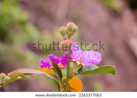 Lagerstroemia speciosa (giant crepe-myrtle, Queen's crepe-myrtle, banabá plant, or pride of India)Queen's Flower, on blurred background.in Myanmar.
