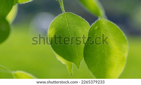 Green pear foliage, close-up. Spring season. Web banner.