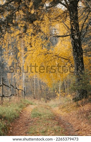 Autumn mood, yellow trees in the village. Vertical picture of ground path, surrounded by birches, pine trees and old style fence of wood beams