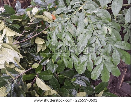 Suweg (Amorphophallus paeoniifolius) leaves and jackfruit leaves on the ground.