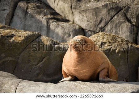 Full body shot of a walrus sitting on a rock, with more rocks in the background.