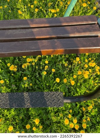 dandelions, picture of summer, spring, bench, shadows, bright colors