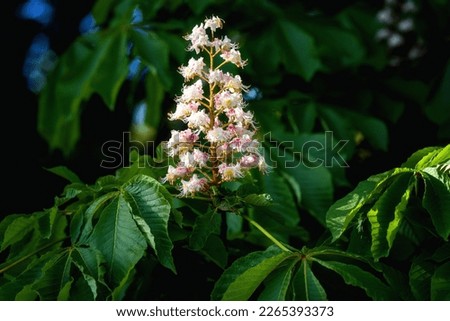 Flowering horse chestnut tree or Aesculus with beautiful white flowers bunch and green leaves in spring, seasonal floral background, natural wallpaper
