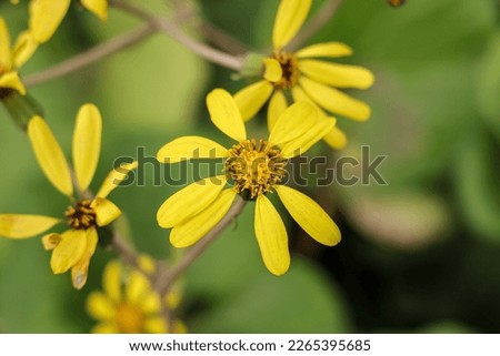 Farfugium japonicum is a species of flowering plant in the family Asteraceae, also known as leopard plant, green leopard plant or tractor seat plant. It is native to streams and seashores of Japan.