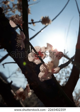 The blue sky and beautiful cherry blossoms in spring