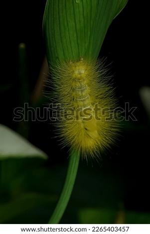 the caterpillar is on a leaf in a garden