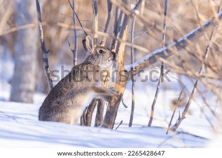  eastern cottontail (Sylvilagus floridanus) damaged tree in winter