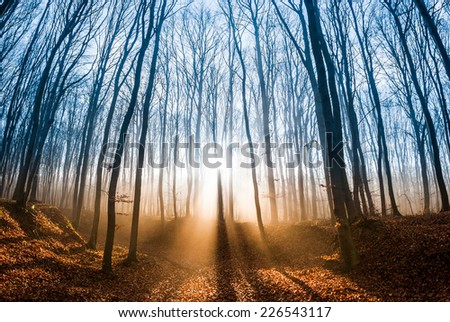 Beautiful morning scene in the forest with sun rays and long shadows