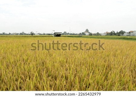A photos of the rice fields in the village, calm and peaceful.