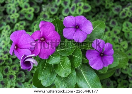 Violet Catharanthus roseus L (C. roseus) or Madagascar Periwinkle has been used to treat a wide assortment of diseases including diabetes. Close up view.