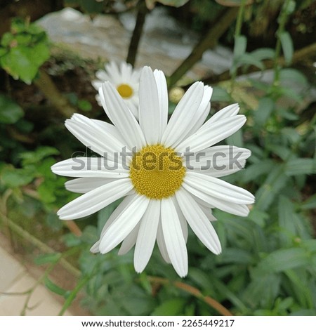 white flower with background of leaves