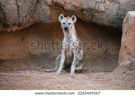 A spotted hyena Crocuta crocuta sits
