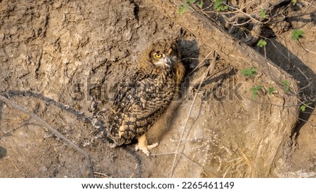 Juvenile Eurasian eagle-owl (Bubo bubo) Royalty-Free Stock Photo #2265461149