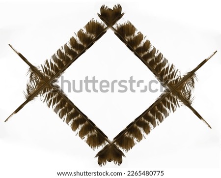 hawk pen with backlight. isolated on white background.  brown bird feather. square frame. 