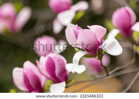 Beautiful floral spring abstract background of nature. Branches of blossoming magnolia with soft focus. Web Banner For easter and spring greeting cards with copy space.