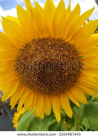 The picture of close up beautiful sunflower