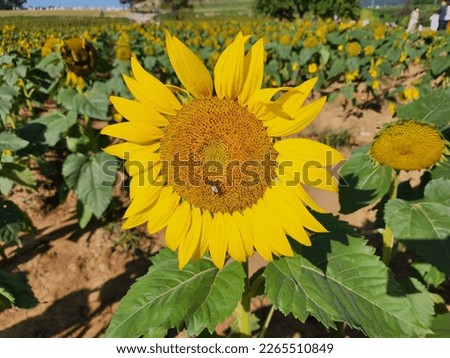 truly beautiful yellow sunflower picture 