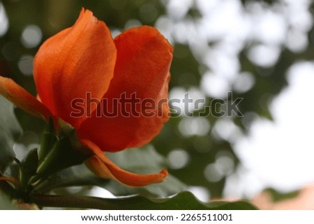 orange Pat Austin flower blooming with bokeh background in the yard of the house