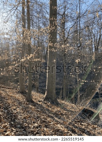 The beech trees amongst the forest