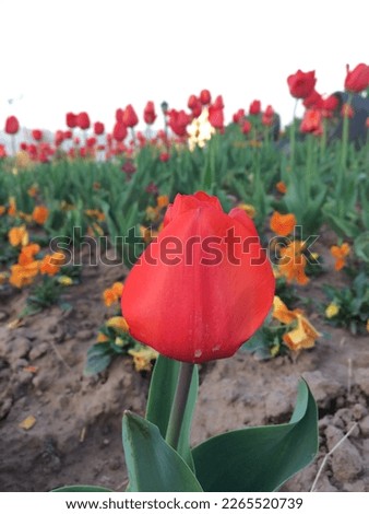 Picture of a lovely red flower in a garden taken in Fatimah Jinnah Park. Royalty-Free Stock Photo #2265520739