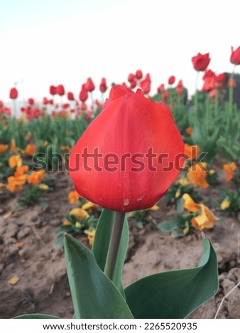 Picture of a lovely red flower in a garden taken in Fatimah Jinnah Park. Royalty-Free Stock Photo #2265520935
