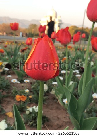 Picture of a lovely red flower in a garden taken in Fatimah Jinnah Park. Royalty-Free Stock Photo #2265521309